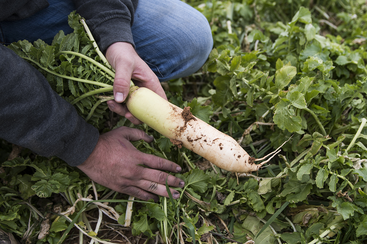 Patrick has started using radishes as a cover crop in his fields. He says they are a better way to help regenerate the soil, they choke out weeds and remove the need to till.